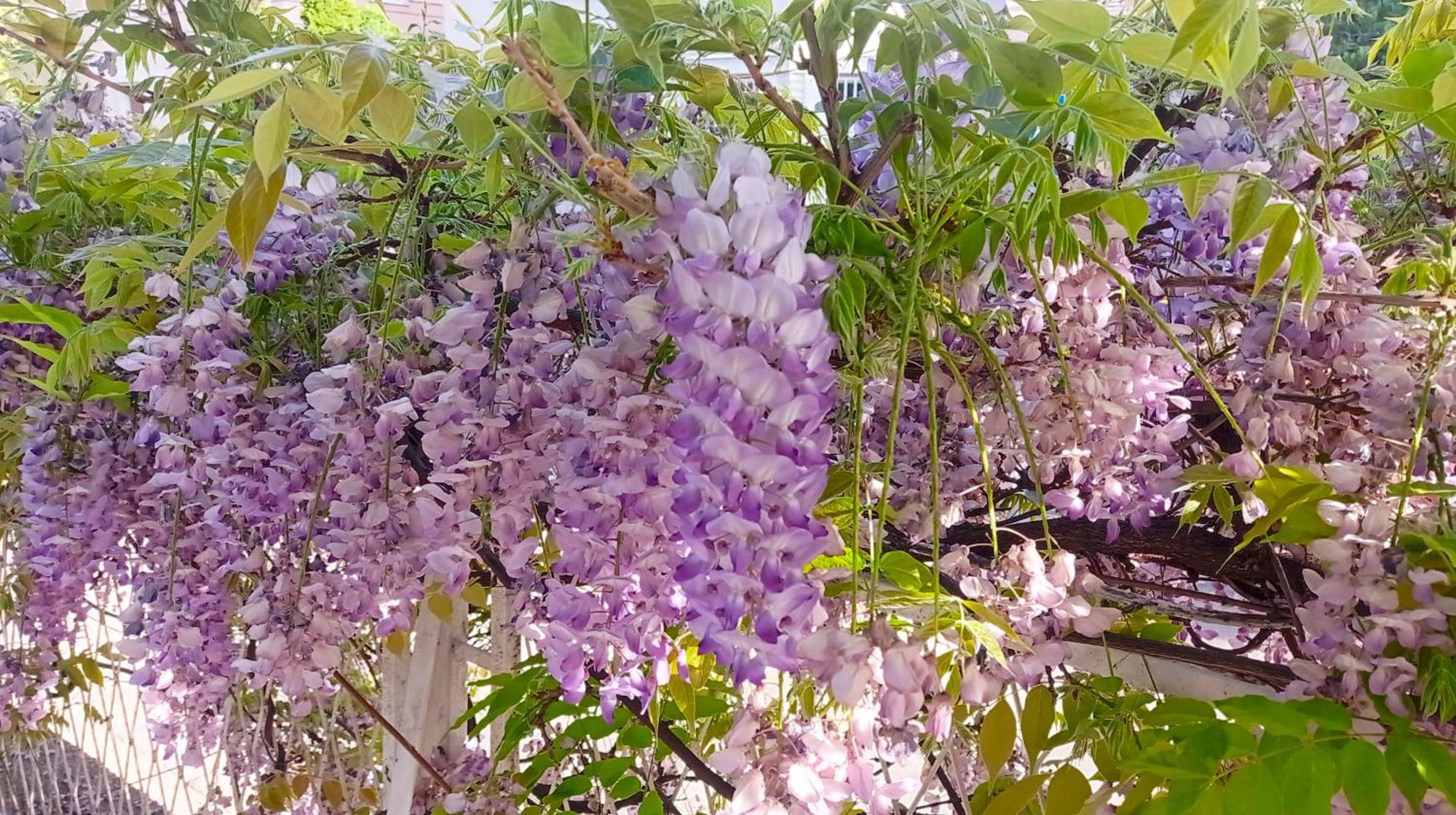Belgrade Apartment Happy Garden Eksteriør billede